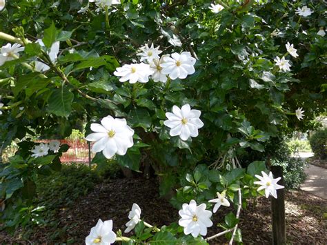 Gardenia thunbergia - Tree gardenia - White gardenia care and culture ...