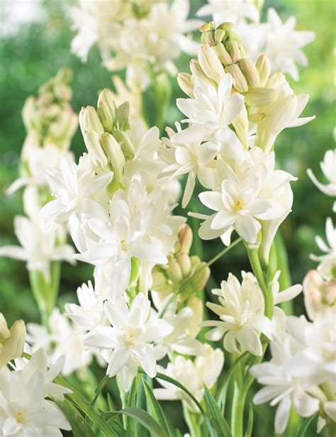 BULK BUY Tuberose - Tesselaar