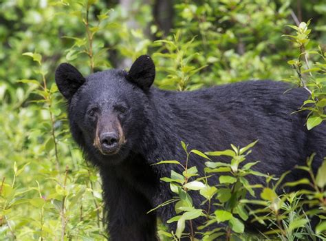 Hiker Photographed Bear Before Getting Mauled To Death - Social News Daily