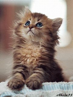 Kittens GIFs - Find & Share on GIPHY