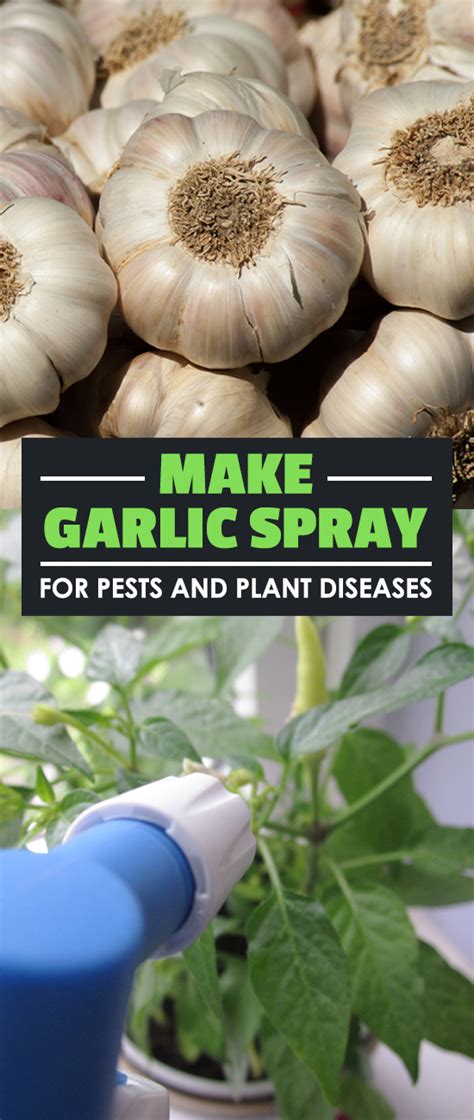 Make Garlic Spray for Pests and Plant Diseases | Epic Gardening