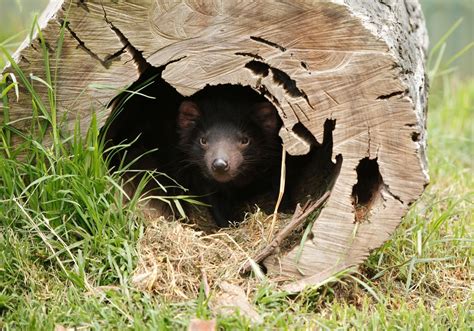 Map Of Tasmanian Devils Habitat