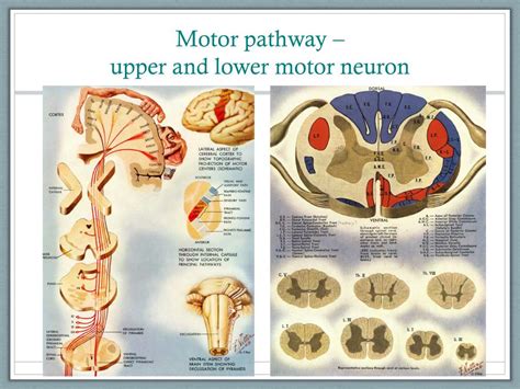 Upper Motor Neuron Pathway