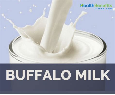 Buffalo Milk facts and health benefits