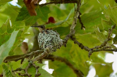 Urban Wildlife Guide: Hummingbird Nest!