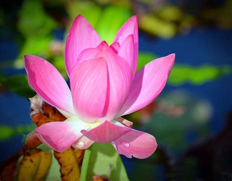 pink lotus – Palma Sola Botanical Park