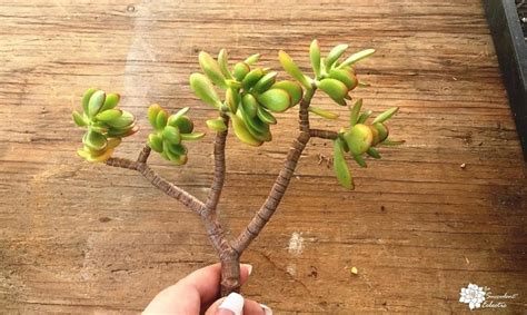 Propagating Succulents from Stem Cuttings | The Succulent Eclectic