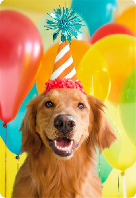 10+ Good Happy Birthday Cards With Dogs, Dog Photos - Photograph