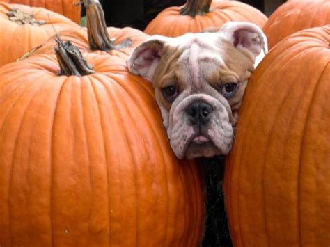 22 best Bulldog Pumpkins images on Pinterest | Pet products, Pet supplies and Bulldog breeds