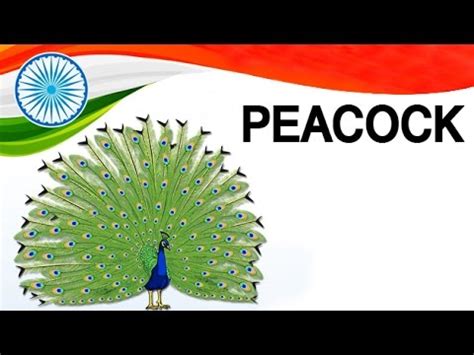 😀 About peacock in hindi. About Peacock in Hindi मोर के बारे में 15 मज़ेदार बातें. 2019-01-10