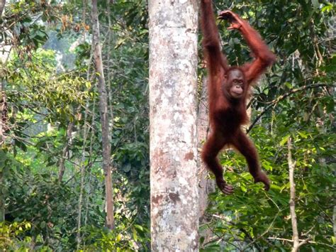 Visiting Orangutans in Borneo - Travelling in Sarawak, Malaysia