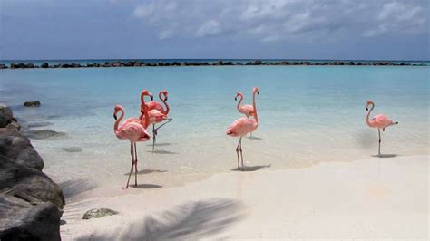 Aruba Renaissance Resort Private Island (Watch in HD) | Flamingo beach aruba, Flamingo beach ...