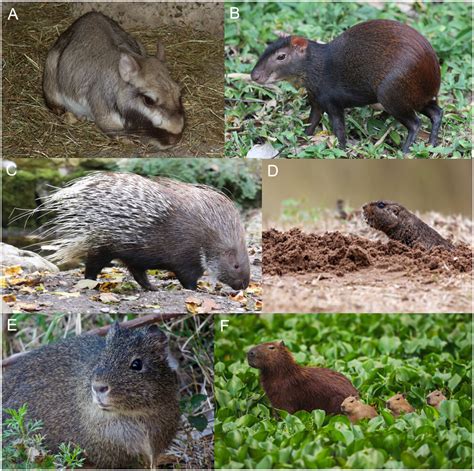 I W Rowlands, Barbara J Weir and the biology of the hystricomorph rodents in: Reproduction ...