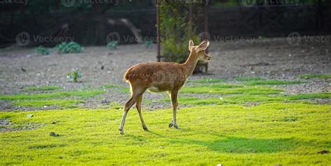 deer eating grass together in herd 21631281 Stock Photo at Vecteezy