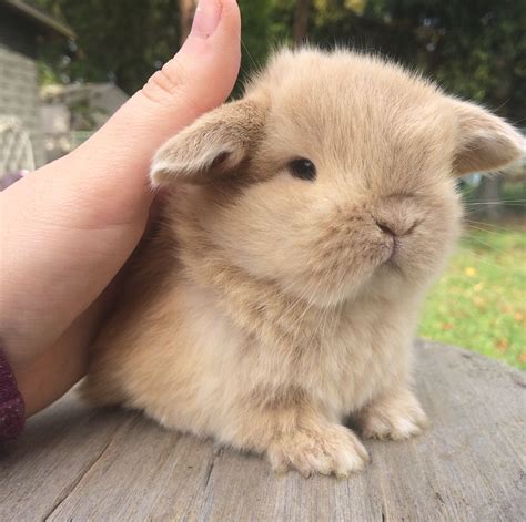 Baby New Jersey Holland Lop. This must be love ! Mini Lop Bunnies ...