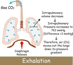 Difference Between Inhalation and Exhalation (with Comparison Chart) - Bio Differences