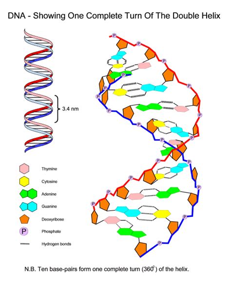 DNA Structure Diagram : Biological Science Picture Directory – Pulpbits.net