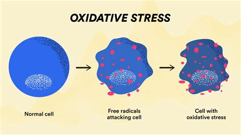 Free Radicals: Where They Come from and How They Affect the Body