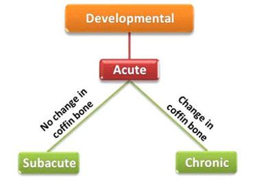 Laminitis: Overview, Causes, Treatment and Prevention