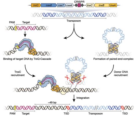 Expanding the CRISPR Toolbox