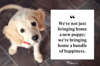 Not Just a Dog: 10 Heartwarming Quotes That Will Make You Appreciate ...