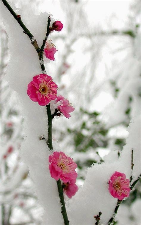 Snowy Flowers ~ Dreamy Nature | Flowers photography, Winter garden, Flowers