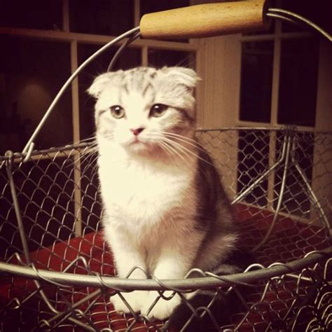 7 best Meredith (Taylor's cat) images on Pinterest | Meredith grey, Meredith swift and Taylor ...