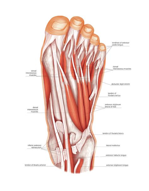 Muscles Of The Foot Photograph By Asklepios Medical Atlas Fine Art America | lupon.gov.ph