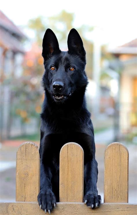 The Black German Shepherd: A Guide To This Rare Dog - K9 Web