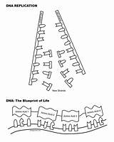 Dna Replication Coloring Worksheet  Educational sketch template