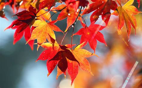 Maple Leaves Wallpapers - Top Free Maple Leaves Backgrounds - WallpaperAccess