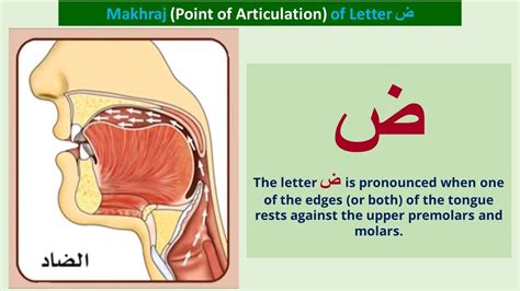 Letter ض Makhraj - Articulation Point of the letter Daad - YouTube