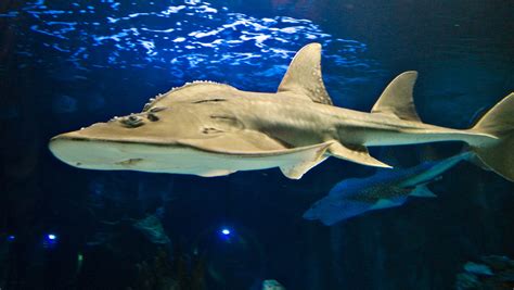Shark ray pups born at Newport Aquarium