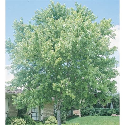 Silver maple tree - promosgarry