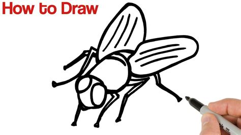 How to Draw a Fly | Easy insects Drawings