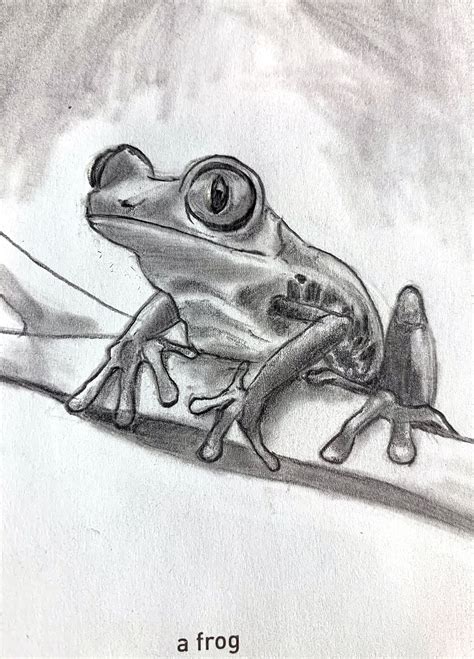 Realistic Frog Drawing