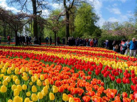 How To Visit Keukenhof Gardens: Best Guide For The Tulip Season In Holland