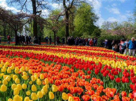 How To Visit Keukenhof Gardens: Best Guide For The Tulip Season In Holland