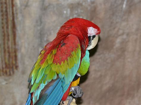 The Online Zoo - Red-and-green Macaw