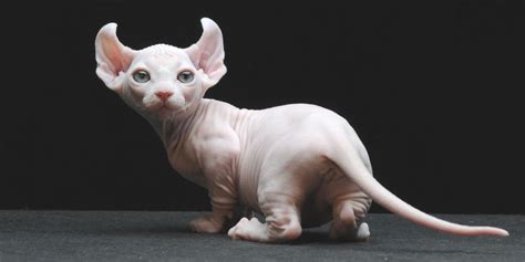 Dwelf Cat - Sphynx cats and kittens