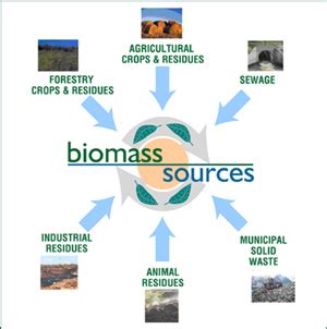 Is Biomass Energy Really A Renewable Energy Source? - Waste To Energy ...