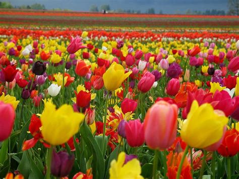 Photograph - Field of Tulips... - JeremyPerson.com