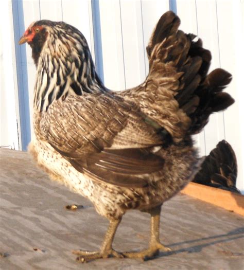 Americana hen. Bush Farm, Raymond MN (With images) | Chicken breeds, Chickens