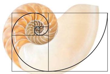 Truth and Myth in the Golden Ratio - Fibonacci Lifechart