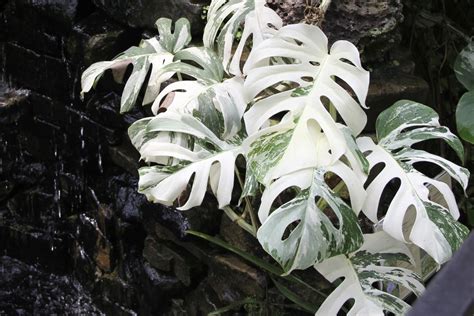 All You Need To Know About The Monstera Albo Variegata