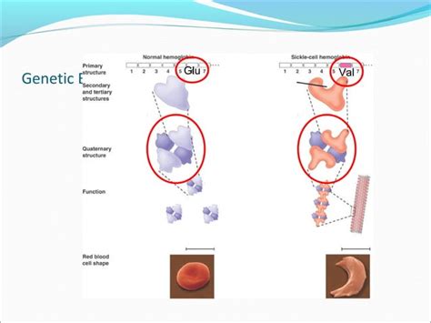 Molecular genetics | PPT