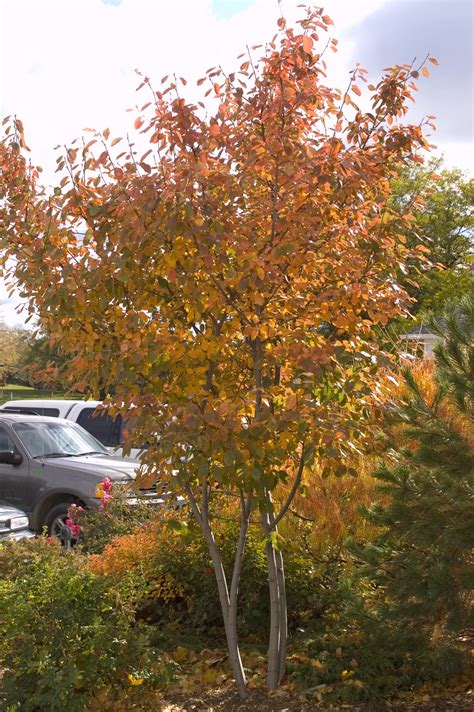 Autumn Brilliance Serviceberry - Pahl's Market - Apple Valley, MN