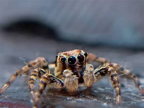 Jumping Spider Web Stock Photos, Pictures & Royalty-Free Images - iStock