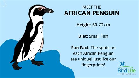 African Penguin Habitat Facts