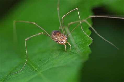 The Daddy Long Legs is Not “the Most Poisonous Spider” | Science-Based Life